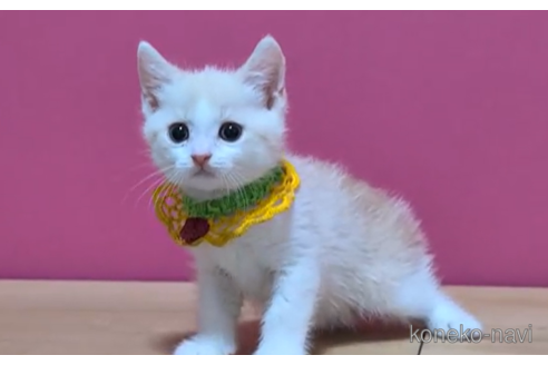 成約済の東京都のマンチカン-100753の4枚目